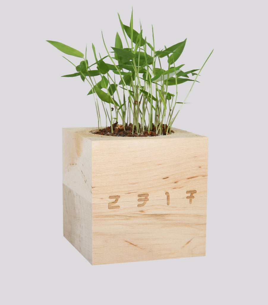 Cubo Bamboo Gigante 2317 • TPOC Shop